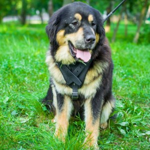 Шлейка для дрессировки тибетского мастифа «Working Dog»